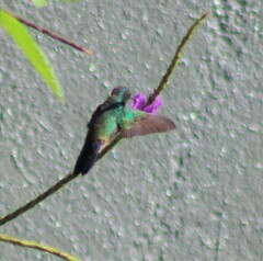 Saucerottia hoffmanni