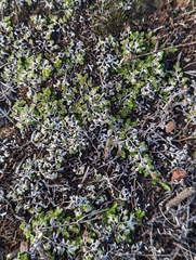 Selaginella cinerascens