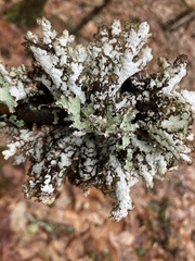 Platismatia tuckermanii