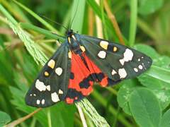 Callimorpha dominula