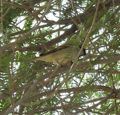 Passer domesticus