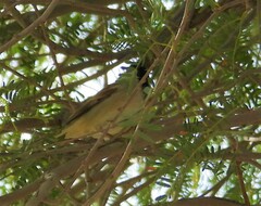Passer domesticus