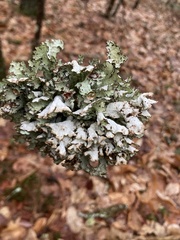 Platismatia tuckermanii