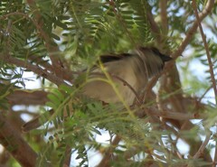 Passer domesticus