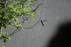 Saucerottia hoffmanni