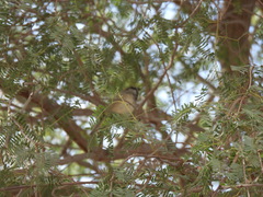 Passer domesticus
