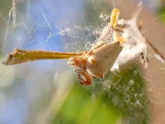 Cyrtophora exanthematica