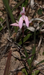Disa bifida