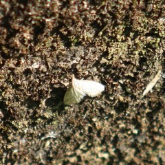 Scopula umbilicata
