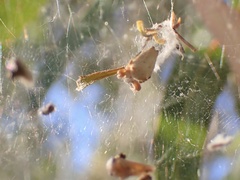 Cyrtophora exanthematica