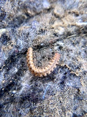 Nearctodesmidae