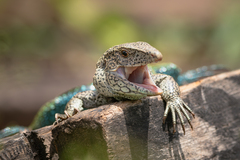 Ameiva