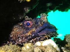 Batrachomoeus dubius