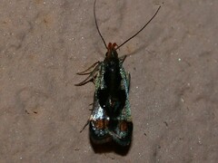 Dichomeris ochripalpella
