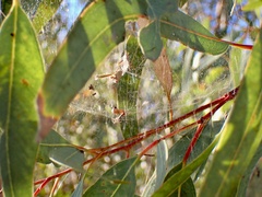 Cyrtophora exanthematica