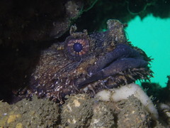Batrachomoeus dubius
