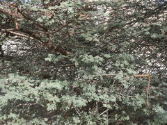 Vachellia tortilis