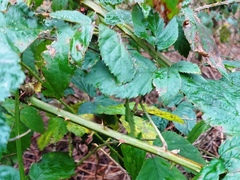 Rubus vadalis