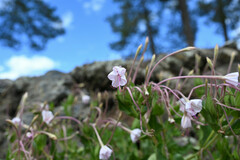 Mirabilis longiflora