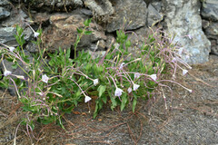 Mirabilis longiflora