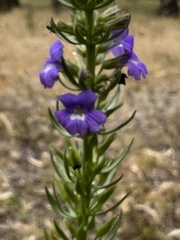 Stemodia florulenta
