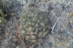 Mammillaria magnimamma