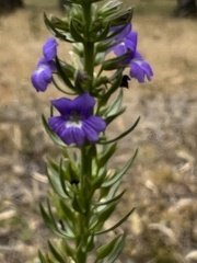 Stemodia florulenta