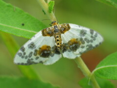 Abraxas sylvata