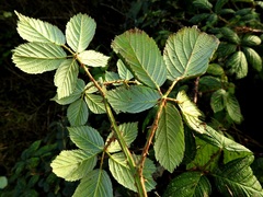 Rubus geniculatus
