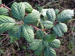 Rubus geniculatus
