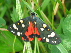 Callimorpha dominula