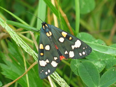 Callimorpha dominula