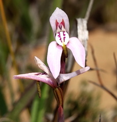 Disa bifida