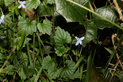 Lobelia trigonocaulis