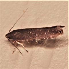 Cosmopterigidae