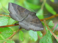 Arytrura musculus