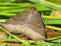Arytrura musculus