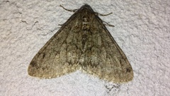 Phigalia strigataria