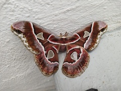 Rothschildia cinctus