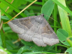 Arytrura musculus