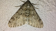 Phigalia denticulata