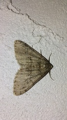 Phigalia strigataria