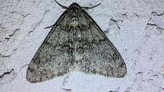 Phigalia denticulata