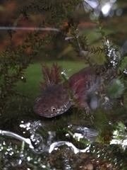 Triturus carnifex