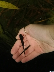 Triturus carnifex