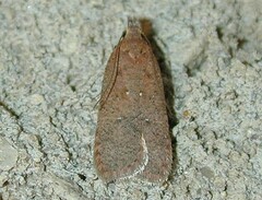 Dichomeris ventrellus