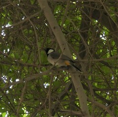 Pycnonotus leucotis