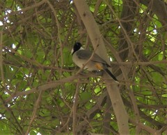 Pycnonotus leucotis