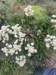 Aciphylla glacialis