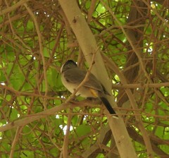 Pycnonotus leucotis